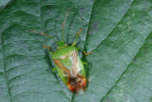 Elasmostethus minor